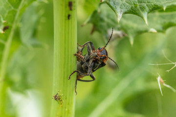 soldatenkäfer mit blattlaus