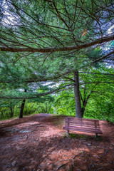 Peaceful bench in the forest.
