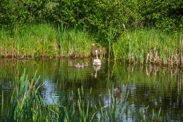 wild ducks and swans swimming in the lake water