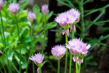 Chives (Allium schoenoprasum) flowers closeup in garden