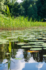 summer lake with water lillies in hot day