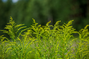 green foliage details with blur background