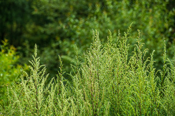 green foliage details with blur background