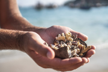 Variety of oceanic and seashells on the hand in the rays of the sun. Summer background for design. Stock photo