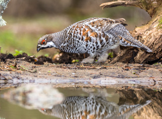 hazel grouse