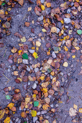 wet leaves on the ground