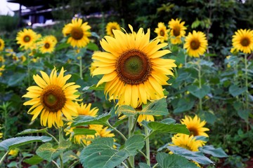 Naklejka premium Sunflower