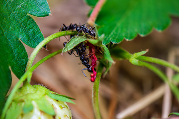 Black Ants in the Garden with a Strawberry Stem, Closeup