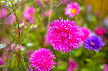 White and pink aster flowers at flowerbed