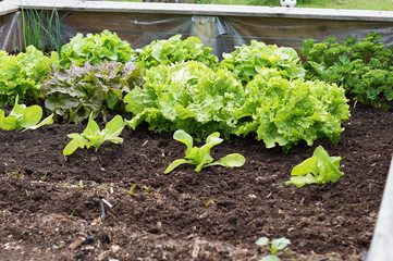 Raised-bed gardening with salad plants; vegetable organic food