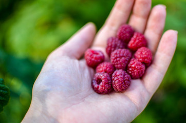 Woman hand with big red raspberries on background branches of raspberry