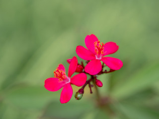 Close-up of two pink flowers blossoming