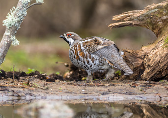 hazel grouse