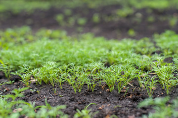 Fresh dill (Anethum graveolens) growing on the vegetable bed. Annual herb, family Apiaceae.  Growing fresh herbs. Green plants in the garden, ecological agriculture for producing healthy food concept