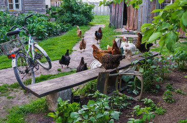 Chickens in the yard sit on the bench and walk along the path.