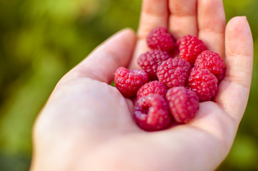 Woman hand with big red raspberries on background branches of raspberry