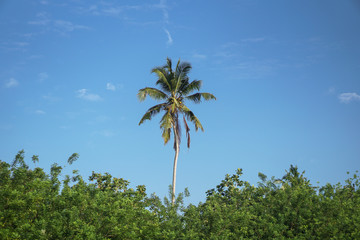 Fototapeta premium Beautiful exotic tropical palm trees against the sky in the rays of the sun. The theme of travel and holidays in Asia. Stock background