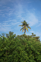 Obraz premium Beautiful exotic tropical palm trees against the sky in the rays of the sun. The theme of travel and holidays in Asia. Stock background
