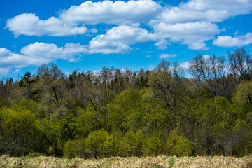 green foliage details with blur background