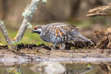 hazel grouse