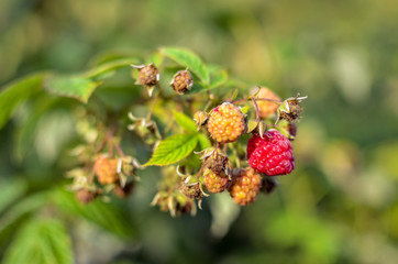 Raspberries growing organic berries closeup in fruit garden