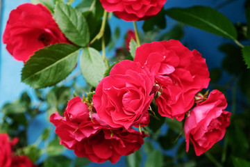 Obraz na płótnie Canvas Red garden roses, closeup, summer floral background.