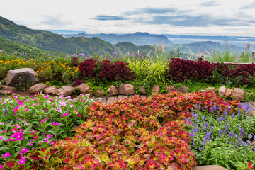 Colorful flowers blooming on top of mountain with landscape view in the morning.