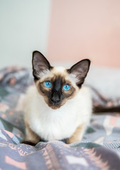 cat with blue eyes