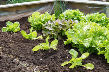 Raised-bed gardening with salad plants; vegetable organic food