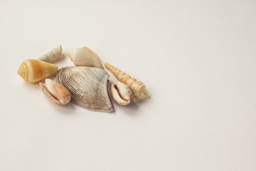 Marine background. Different seashells on light background. Sea summer vacation