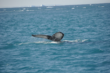 Fototapeta premium Walflosse