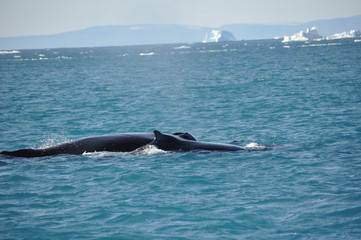 Fototapeta premium Wal 5