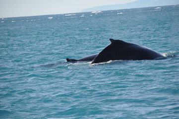 Fototapeta premium Wal 4