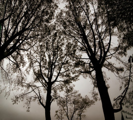 Looking upward at the silhouettes of a group of trees 
