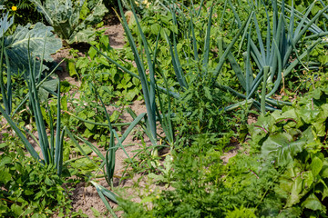 green foliage details with blur background