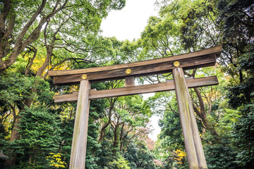 The huge wooden Torii gate leading to Meiji Jingu shrine