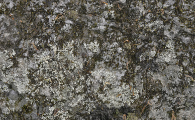 Rock with Lichen and Moss