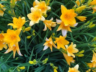 yellow daffodils on white background