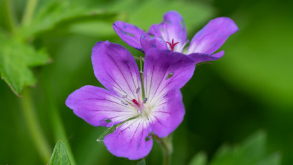 Fototapeta premium Kwiat, kwiaty, mucha, owad, insekt, pająk, spider, fly, makro, macro