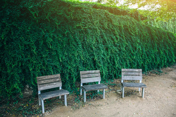 Wooden bench on the beautiful ivy background. Green leaves and place to relax.