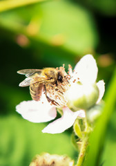 Close up of a honey bee pollinating a white blackberry flower in a garden.