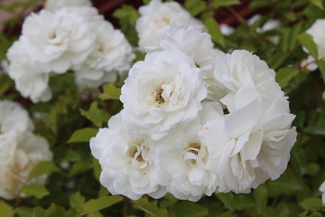  Bush of white roses