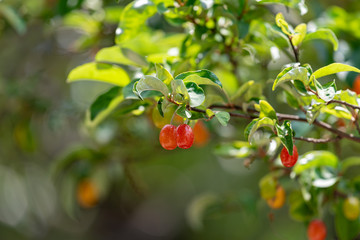 Fruit of silverberry, on the branch