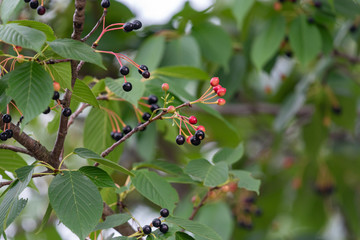 Cherry fruit of Prunus speciosa, Oshima cherry, on the branch