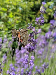 butterfly on flower