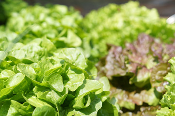 Raised-bed gardening with salad plants; vegetable organic food