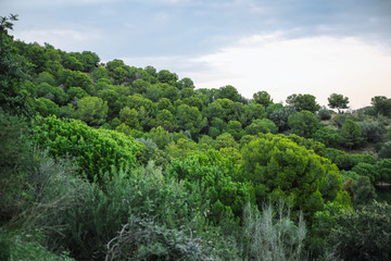 Fototapeta na wymiar Beautiful spring forest. Green trees.