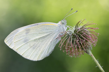 Wonderful portrait of large white butterfly, also called cabbage white butterfly (Pieris brassicae)
