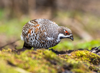 hazel grouse