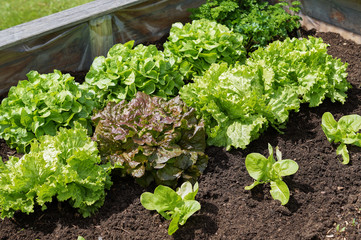 Raised-bed gardening with salad plants; vegetable organic food